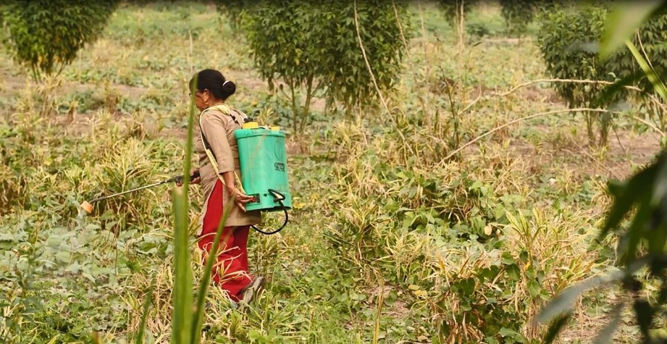 सुदूरपश्चिमकाे कृषि उत्पादनमा विषादी प्रयोग बढ्यो